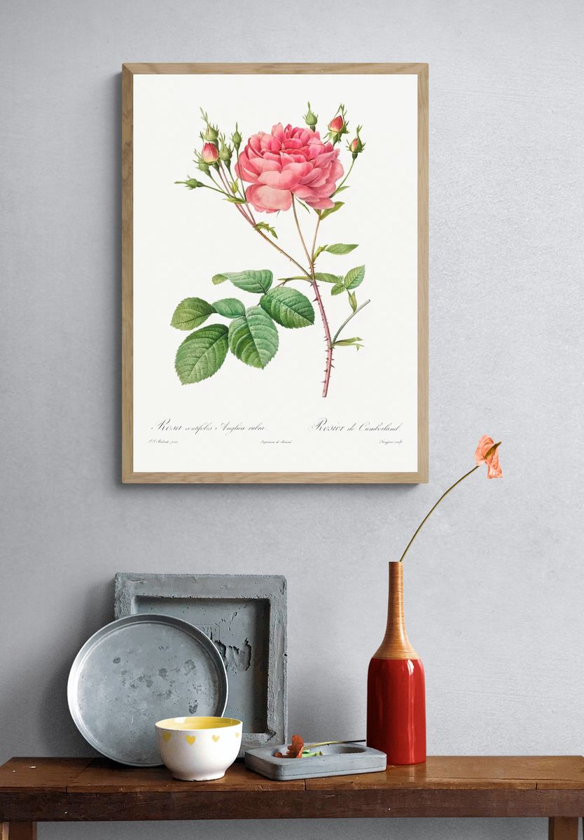 Rosa Centifolia Anglica Rubra (1817–1824). — room view 3