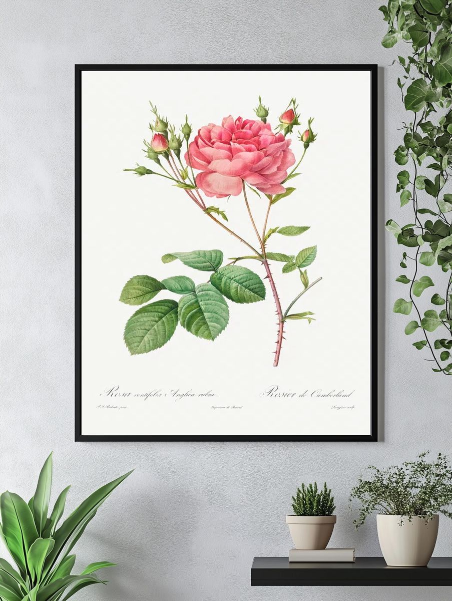 Rosa Centifolia Anglica Rubra (1817–1824). — room view 4