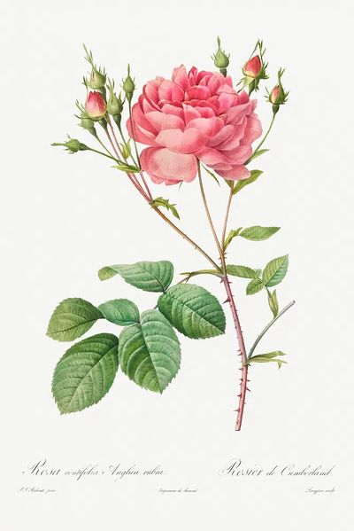 Rosa Centifolia Anglica Rubra (1817–1824). poster print