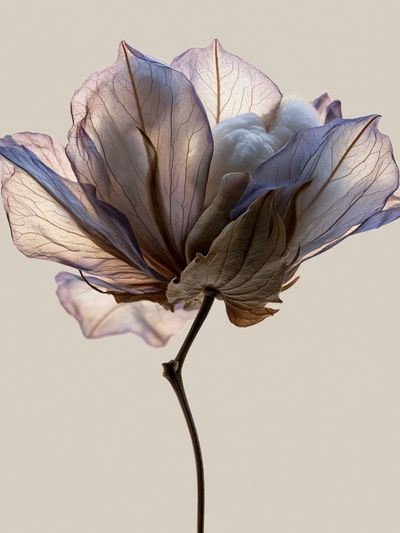 Translucent Flower Botanical Print.