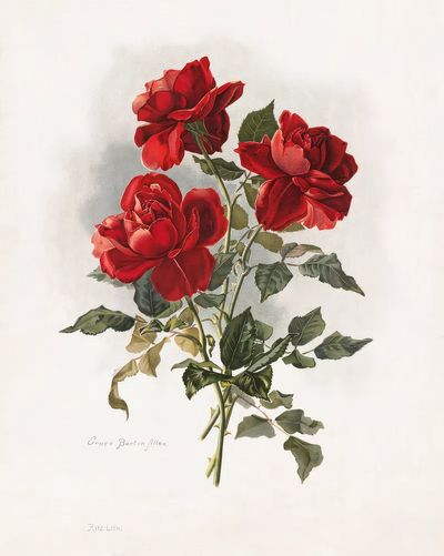 Red Roses (1861-1897), vntage flower. poster print