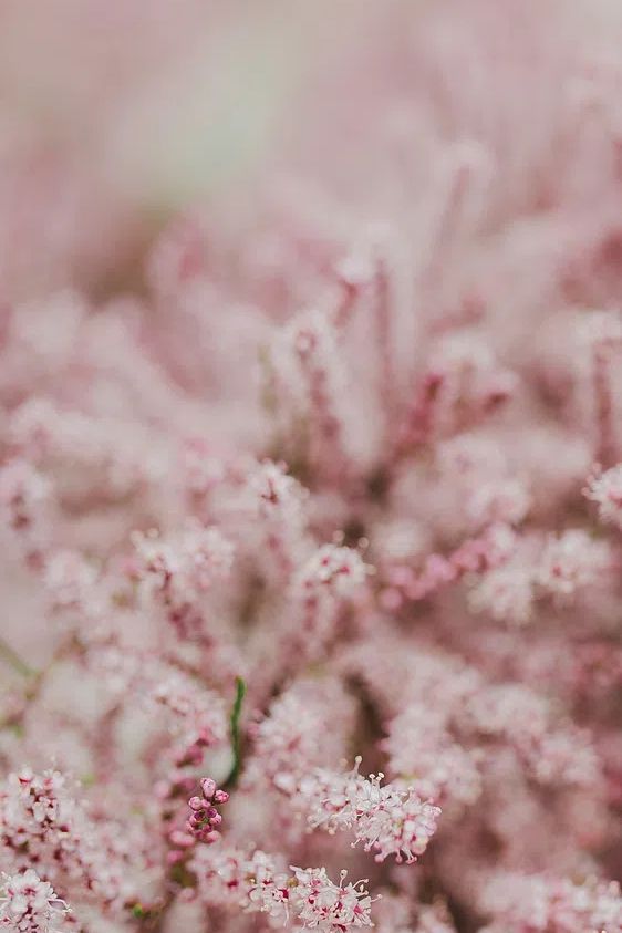 Pink flowers phone wallpaper spring. poster detail