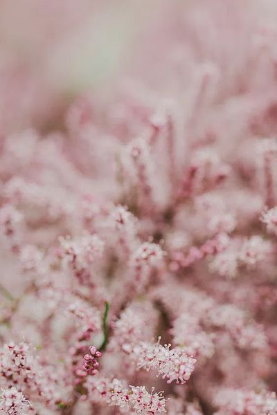 Pink flowers phone wallpaper spring. poster print