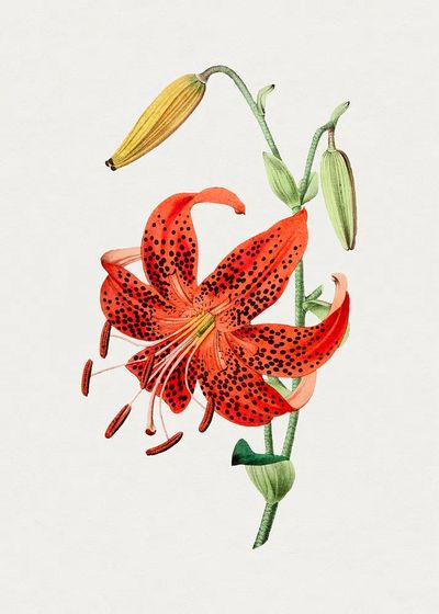 Hand drawn tiger lily. Original. poster