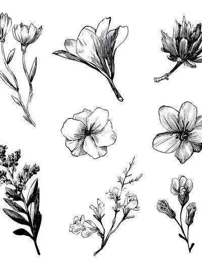 Botanical Flower Sketches Print. poster