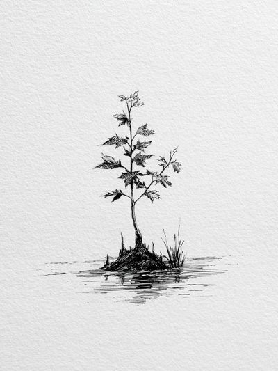 Solitary Sapling Ink Print. poster