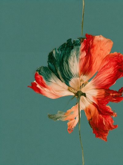 Pressed Poppy Botanical Poster. poster