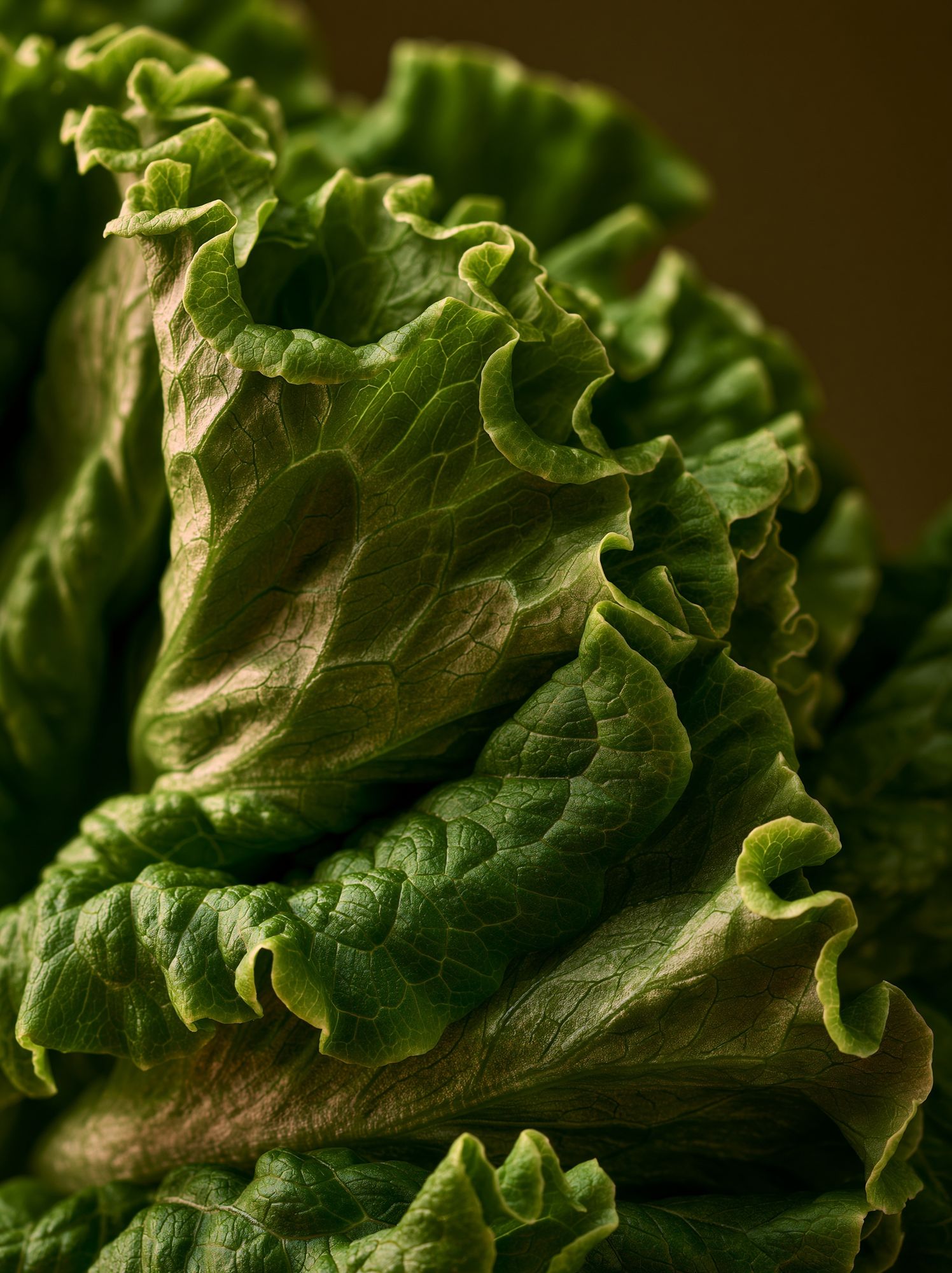 Lettuce Macro Photography Poster. poster detail