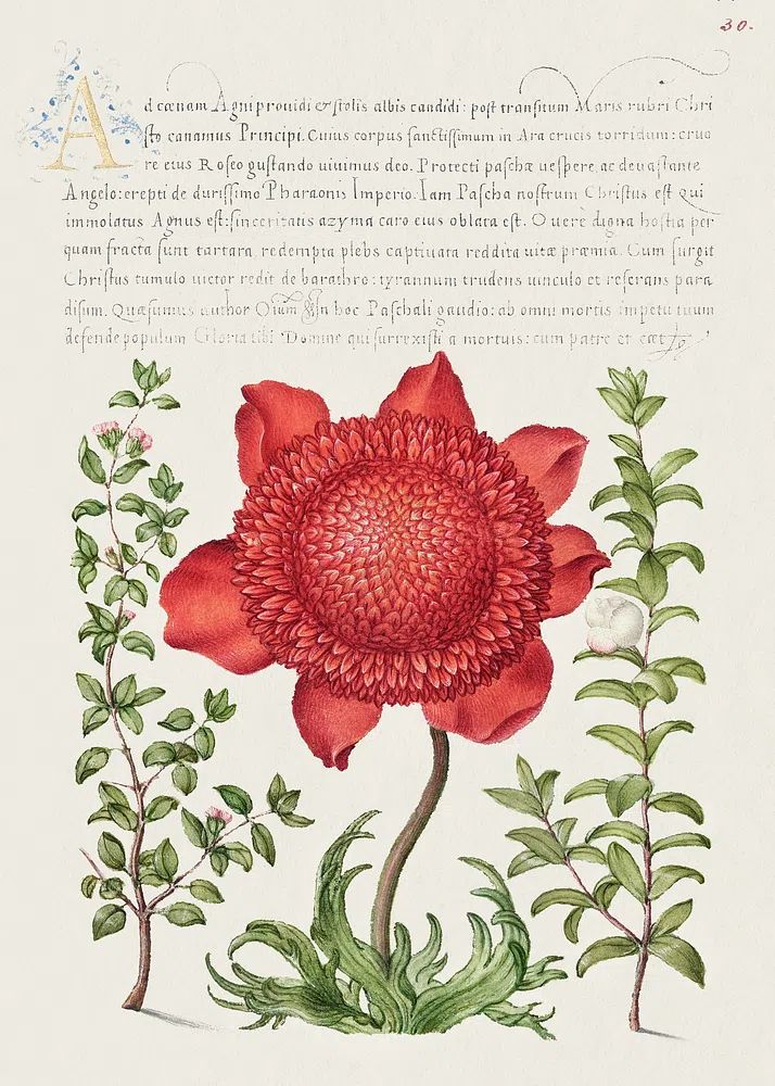 Basil Thyme, Poppy Anemone, Myrtle. poster — botanical art