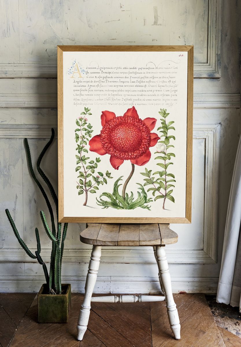Basil Thyme, Poppy Anemone, Myrtle. room preview