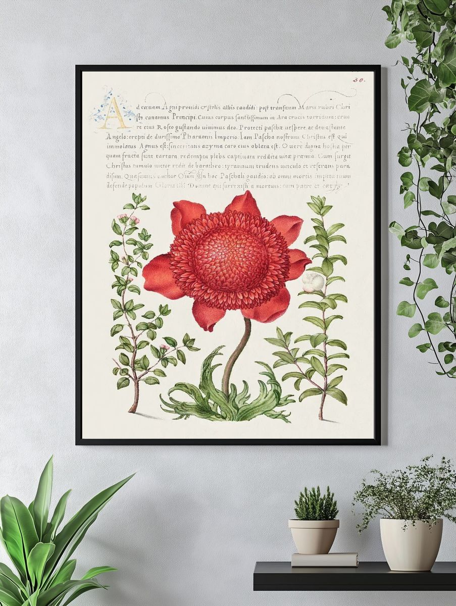 Basil Thyme, Poppy Anemone, Myrtle. — room view 4