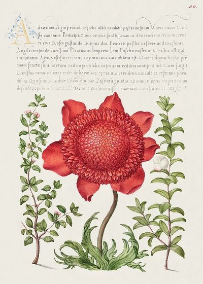 Basil Thyme, Poppy Anemone, Myrtle.