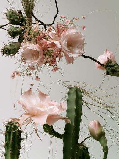 Cactus Bloom Botanical Print.