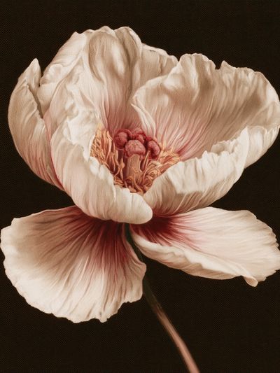 Blush Peony Botanical Print.