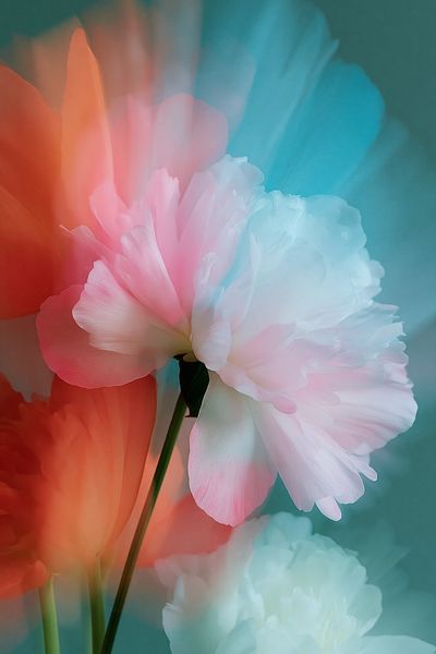 Dreamy Peony Bloom Print.