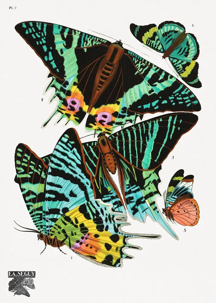 E.A. Séguy 's vintage butterflies. poster detail