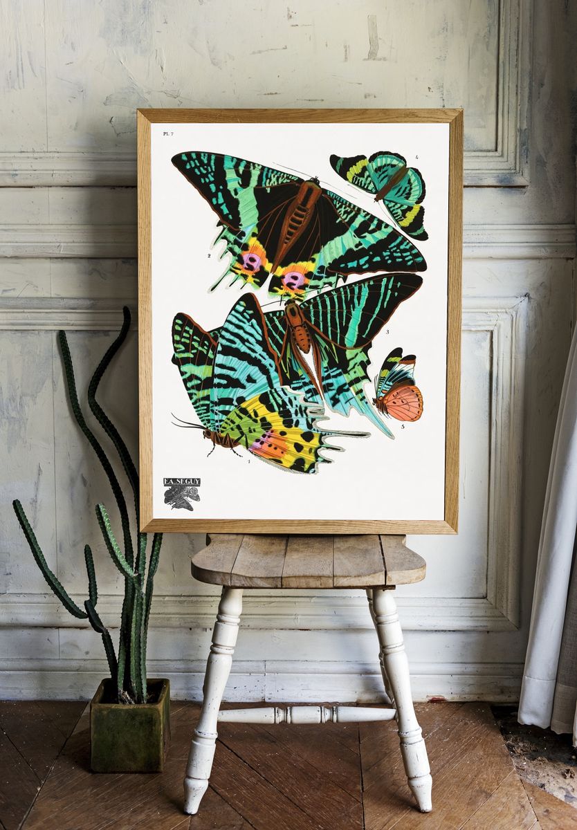 E.A. Séguy 's vintage butterflies. — room view 1