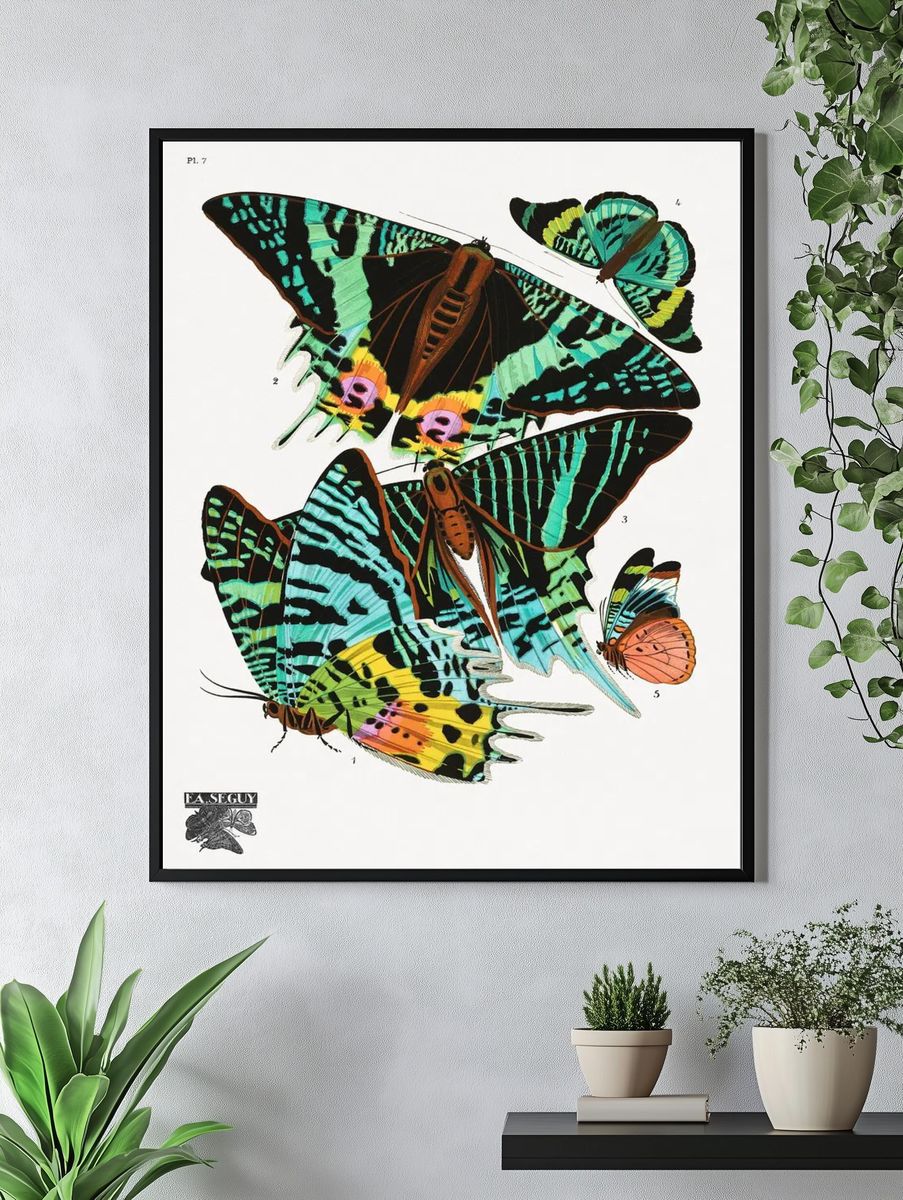 E.A. Séguy 's vintage butterflies. — room view 4