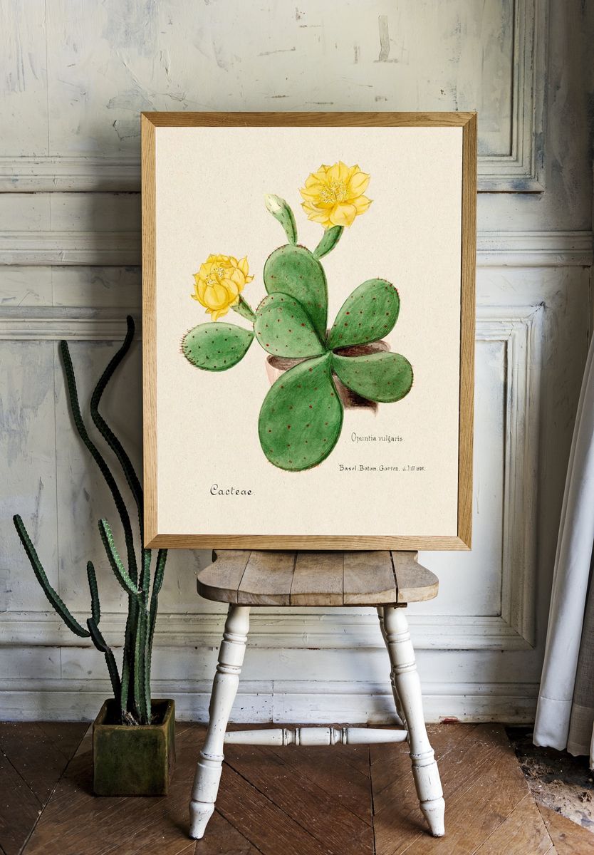Eastern Prickly Pear cactus. Digitally. room preview
