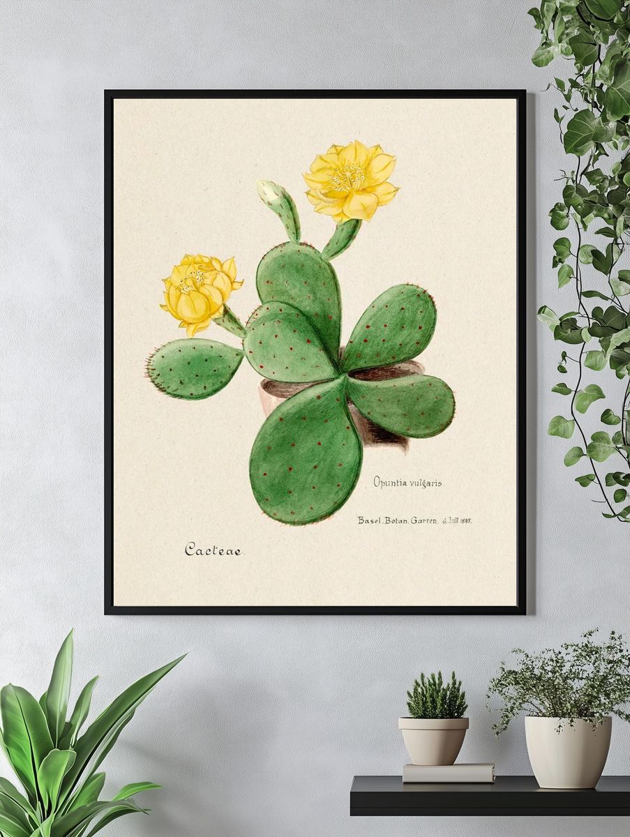 Eastern Prickly Pear cactus. Digitally. — room view 4
