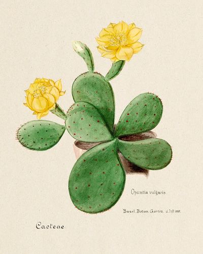 Eastern Prickly Pear cactus. Digitally.