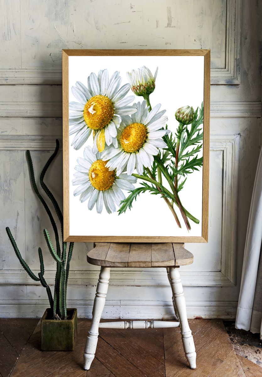 Chamomile Flowers Watercolor Print. room preview