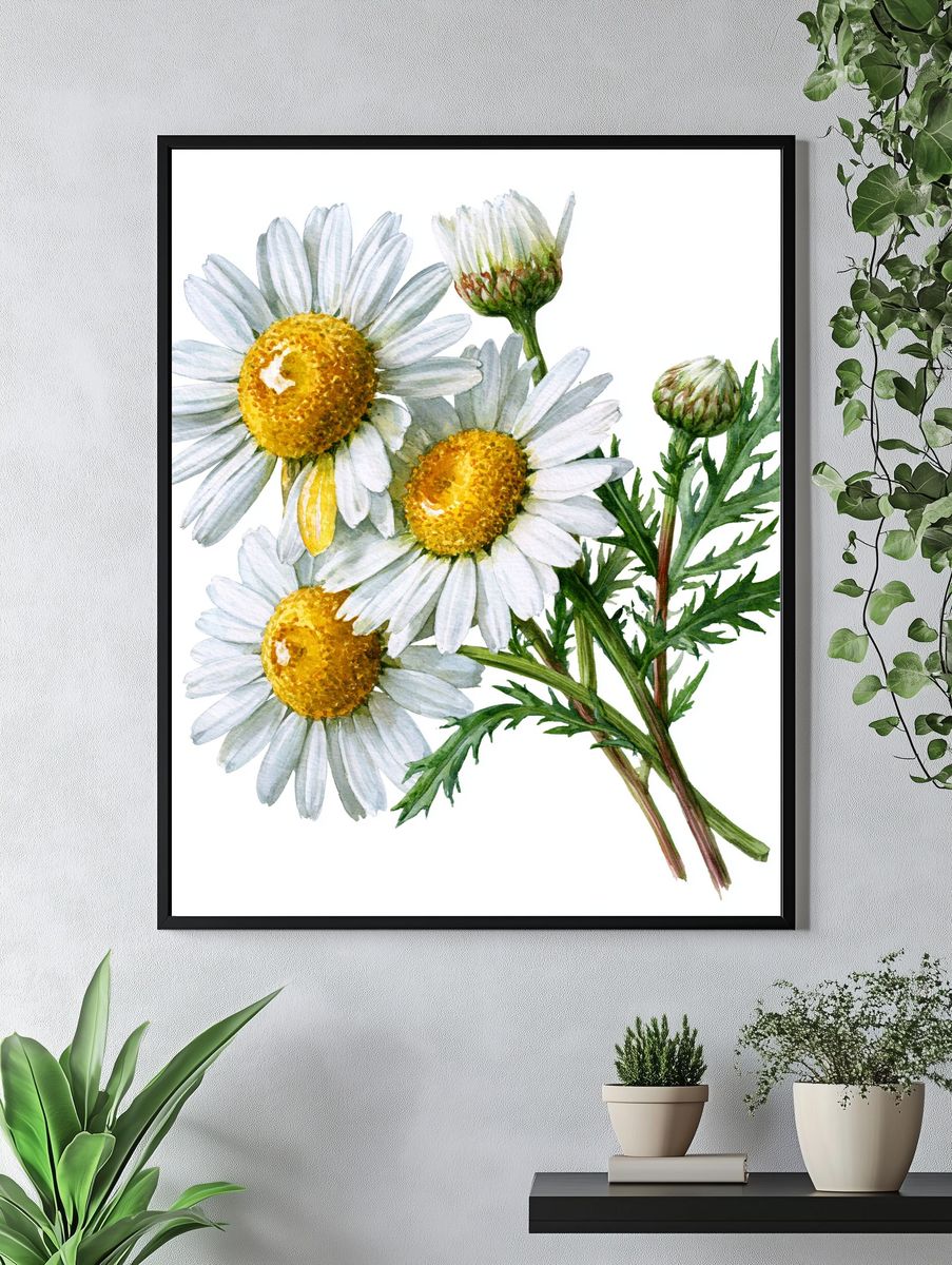 Chamomile Flowers Watercolor Print. — room view 4