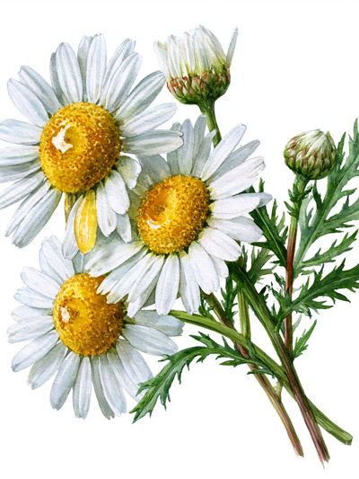 Chamomile Flowers Watercolor Print.