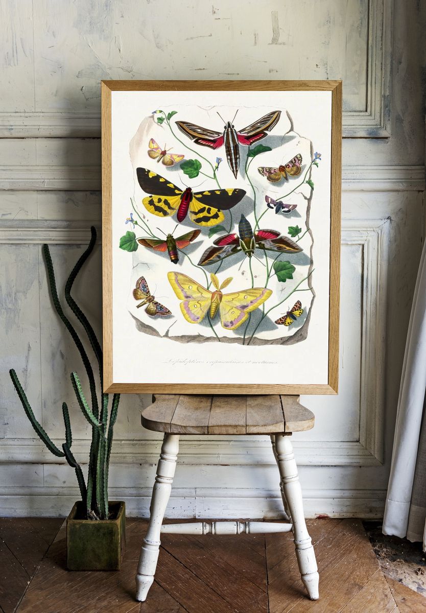 Butterfly & moth painting. Digitally. room preview
