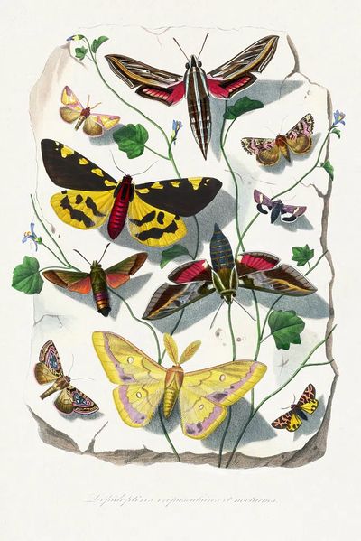 Butterfly & moth painting. Digitally.