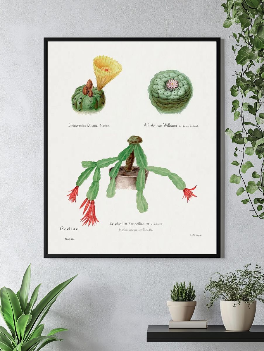 Cactus Botanical Illustration Poster. — room view 4