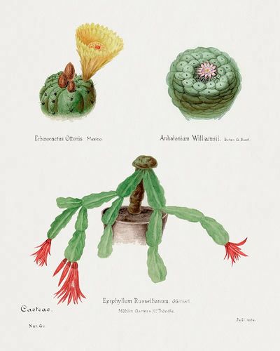 Cactus Botanical Illustration Poster. poster print
