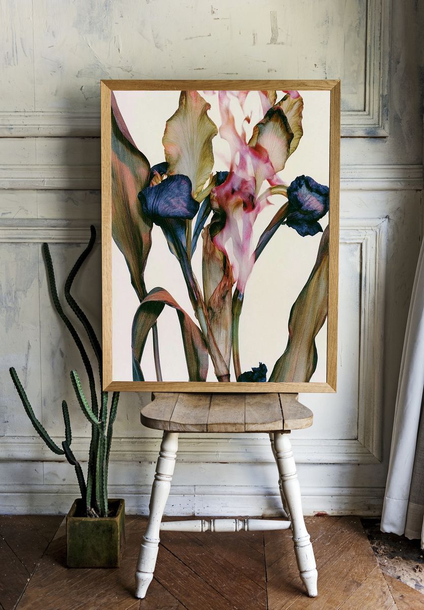 Abstract Iris Bloom Print. room preview