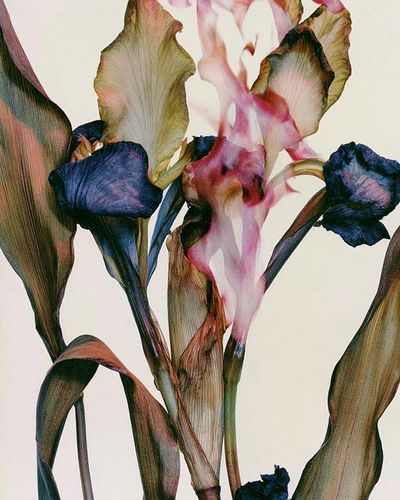 Abstract Iris Bloom Print.