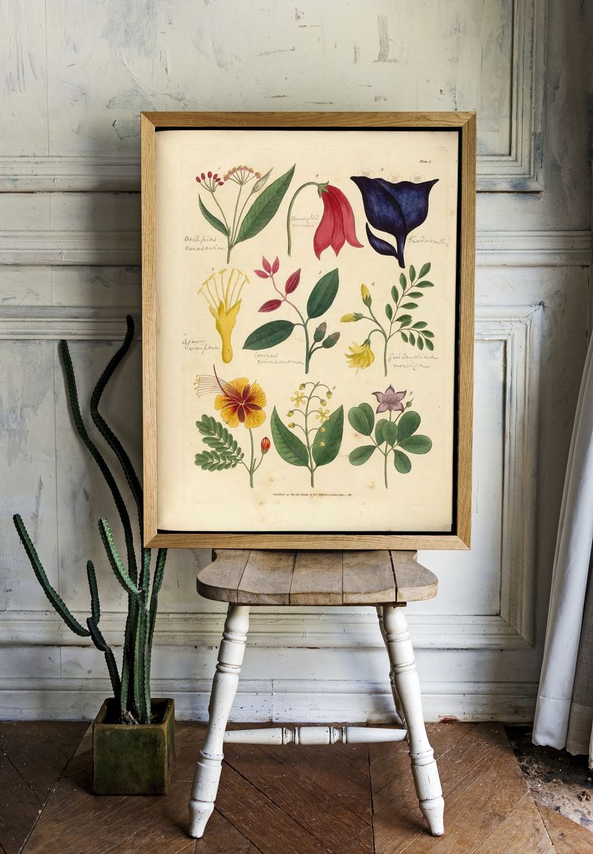 Vintage Botanical Flower Study Poster. — room view 1