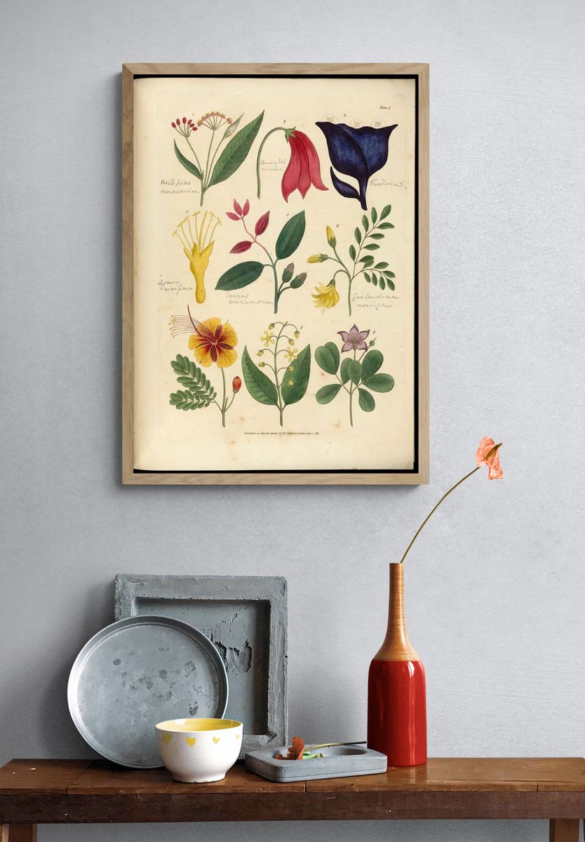 Vintage Botanical Flower Study Poster. — room view 3