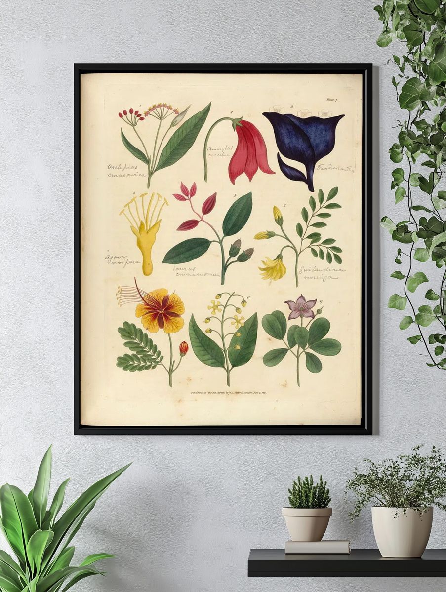 Vintage Botanical Flower Study Poster. — room view 4