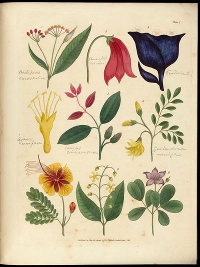 Vintage Botanical Flower Study Poster. poster print