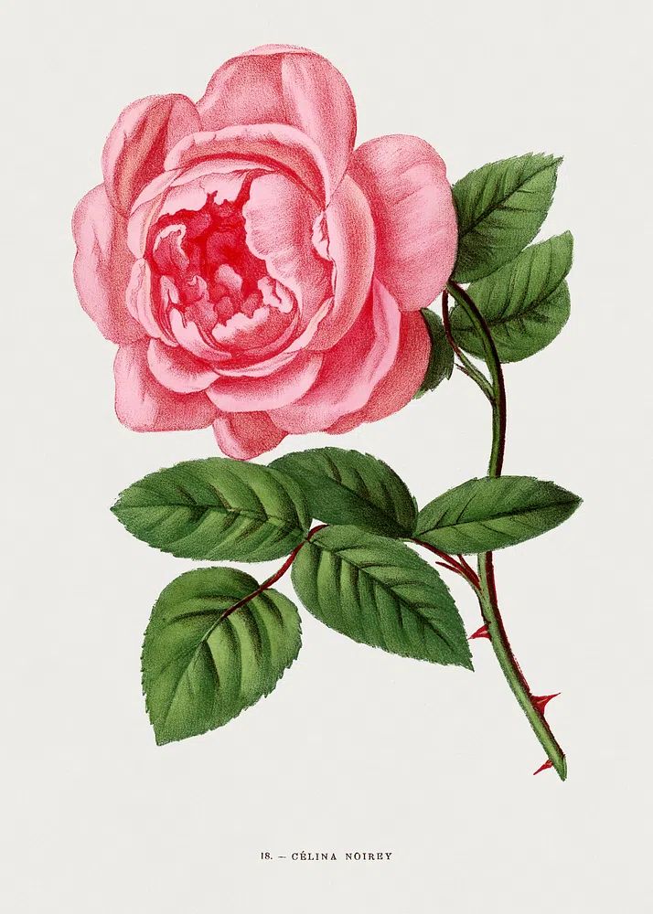 Celina Noirey rose, vintage flower. poster — botanical art
