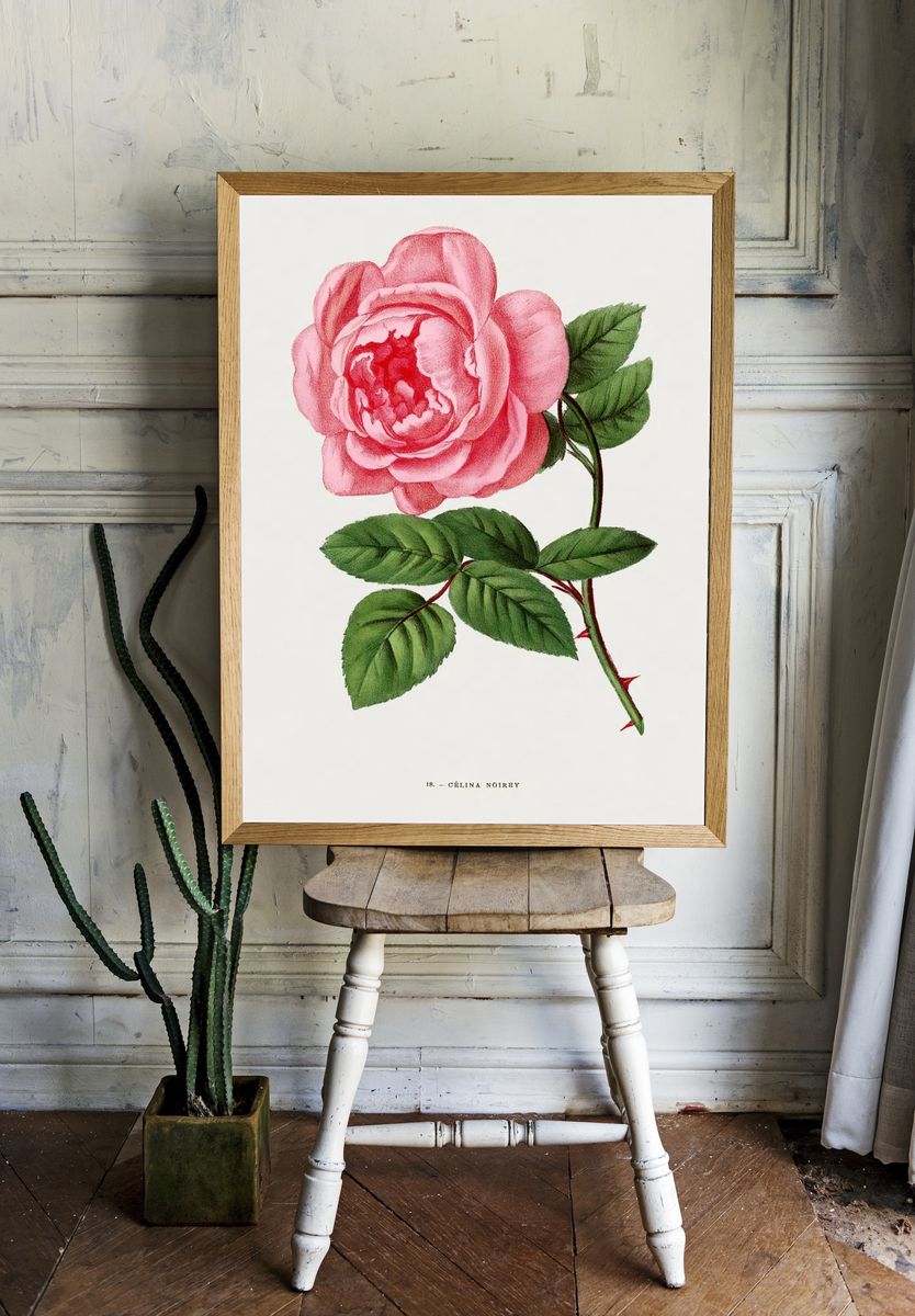 Celina Noirey rose, vintage flower. room preview