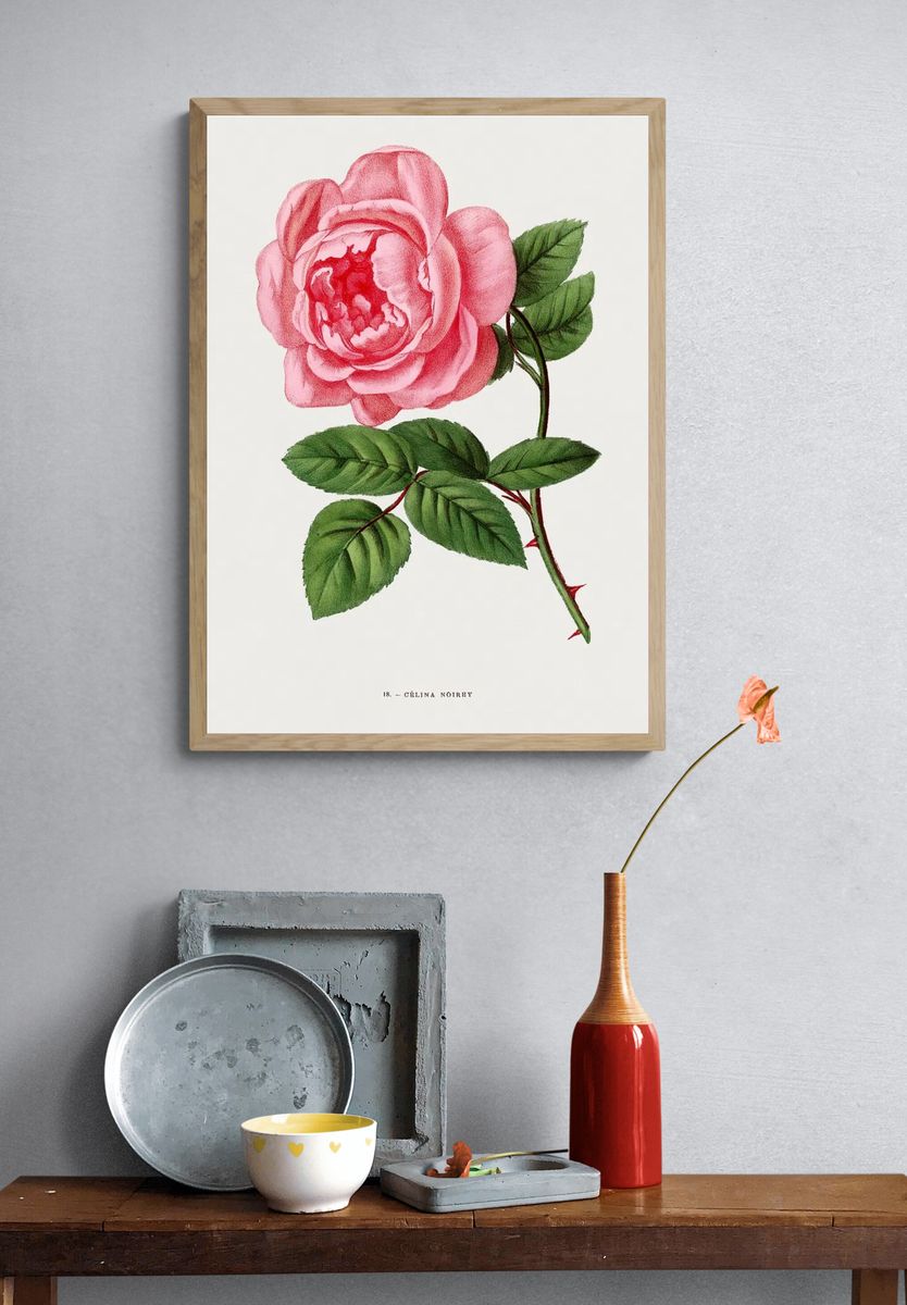 Celina Noirey rose, vintage flower. — room view 3