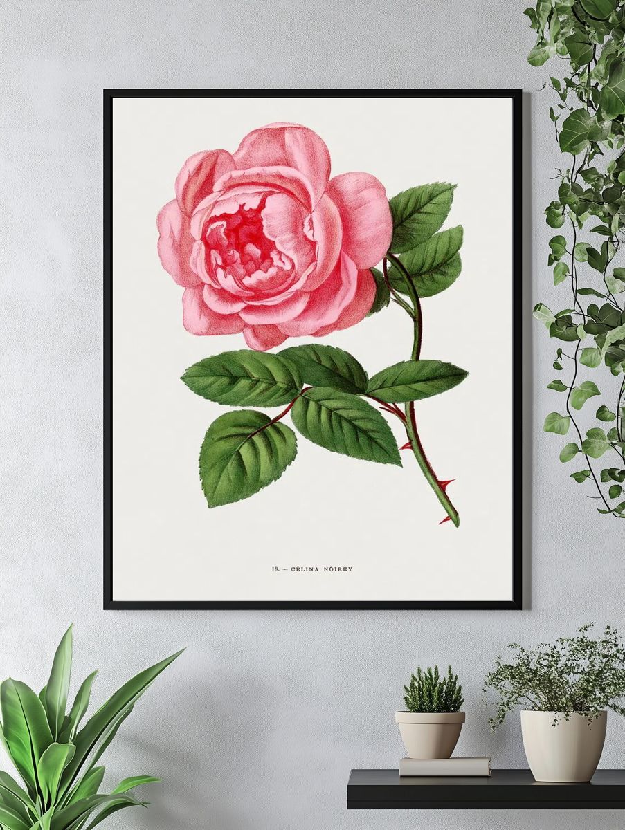 Celina Noirey rose, vintage flower. — room view 4