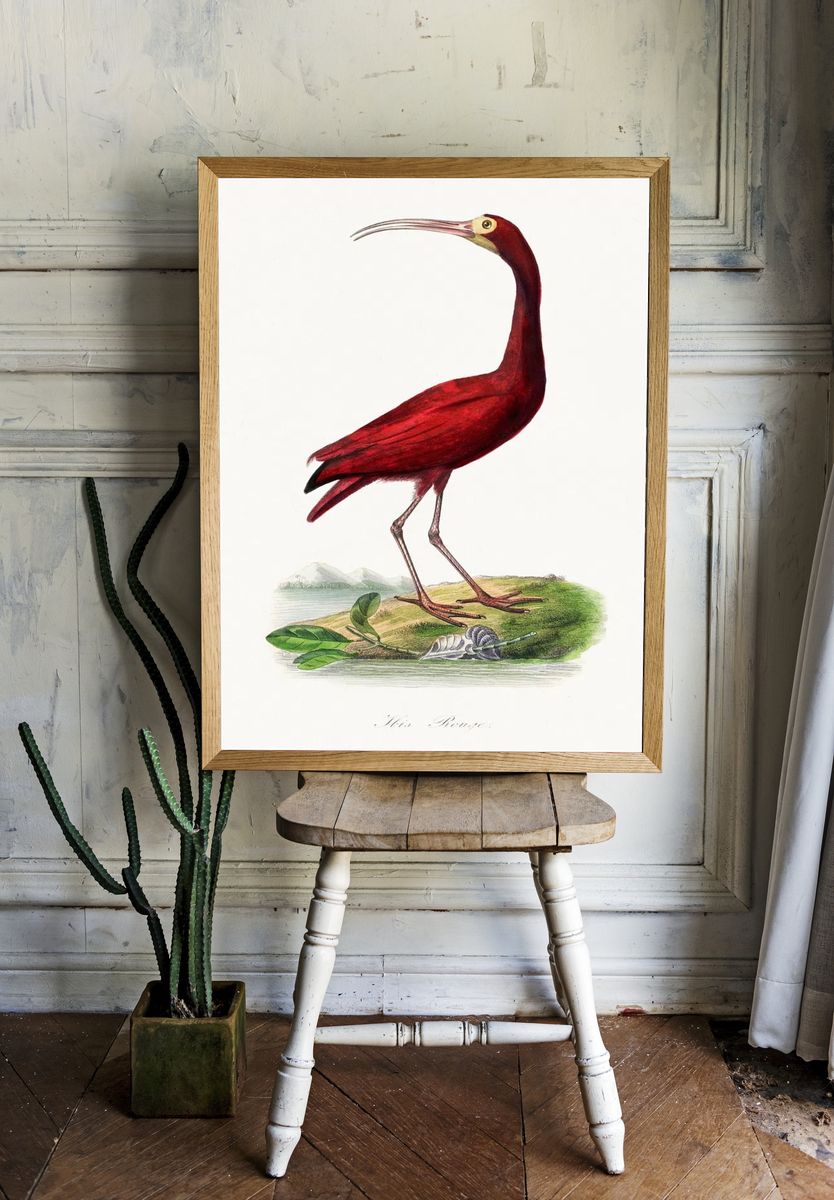 Scarlet ibis bird painting. Digitally. room preview