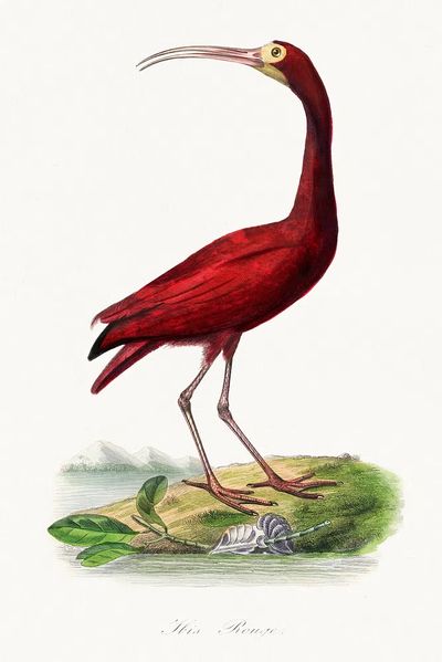 Scarlet ibis bird painting. Digitally. poster
