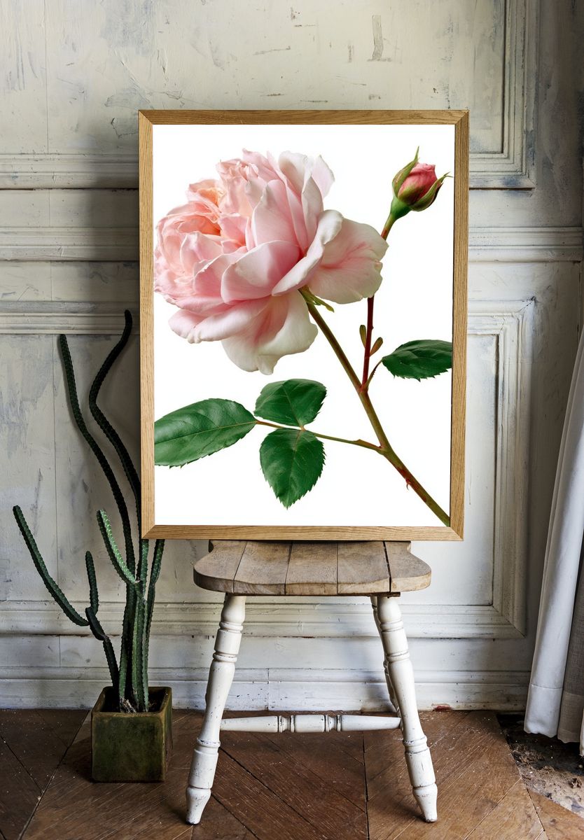 Pink Rose Botanical Print. — room view 1