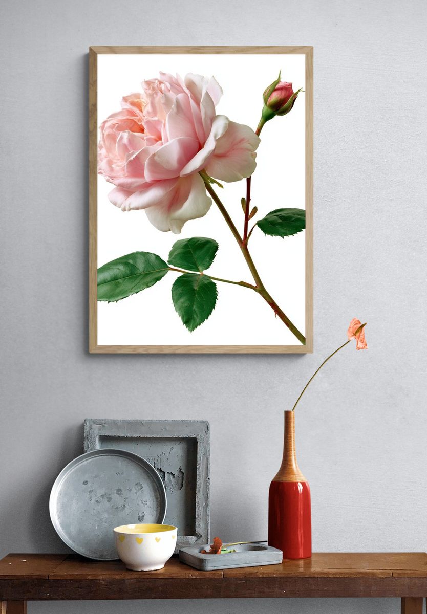 Pink Rose Botanical Print. — room view 3