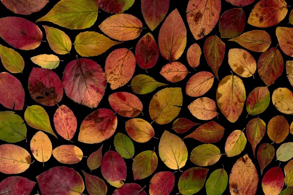Maple leaves arranged flat surface. poster detail