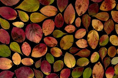 Maple leaves arranged flat surface.