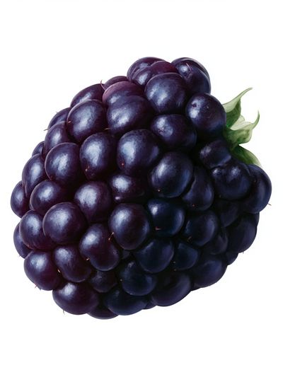 Blackberry Still Life Illustration Poster.