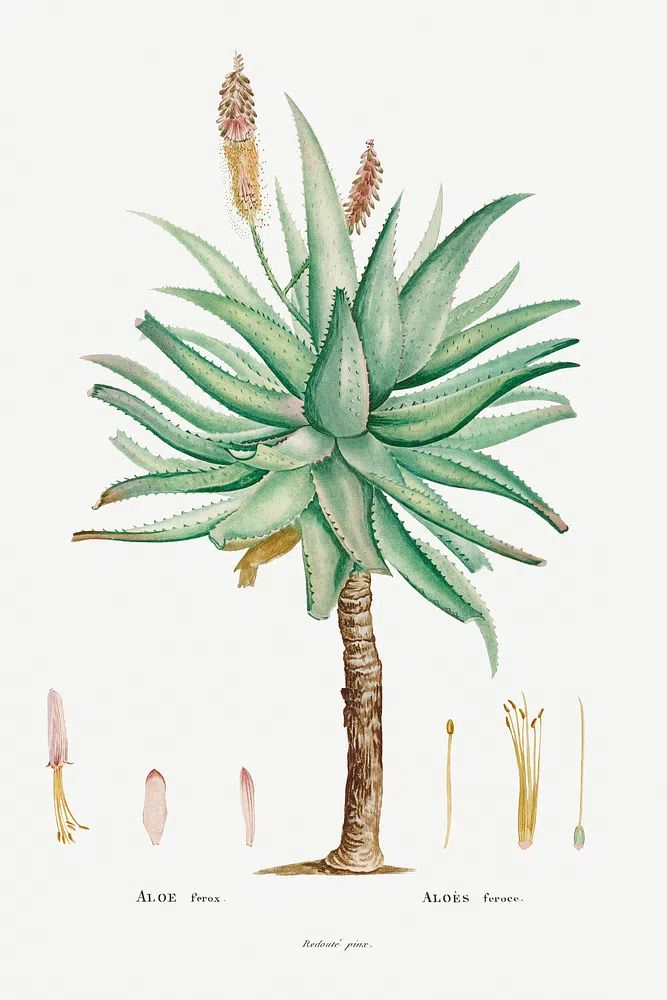 Aloe Ferox Image Histoire des. poster detail